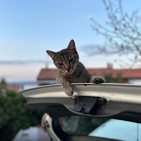 Pri Piratski Macki - At The Pirate Cat - Dal Gatto Pirata コペル エクステリア 写真