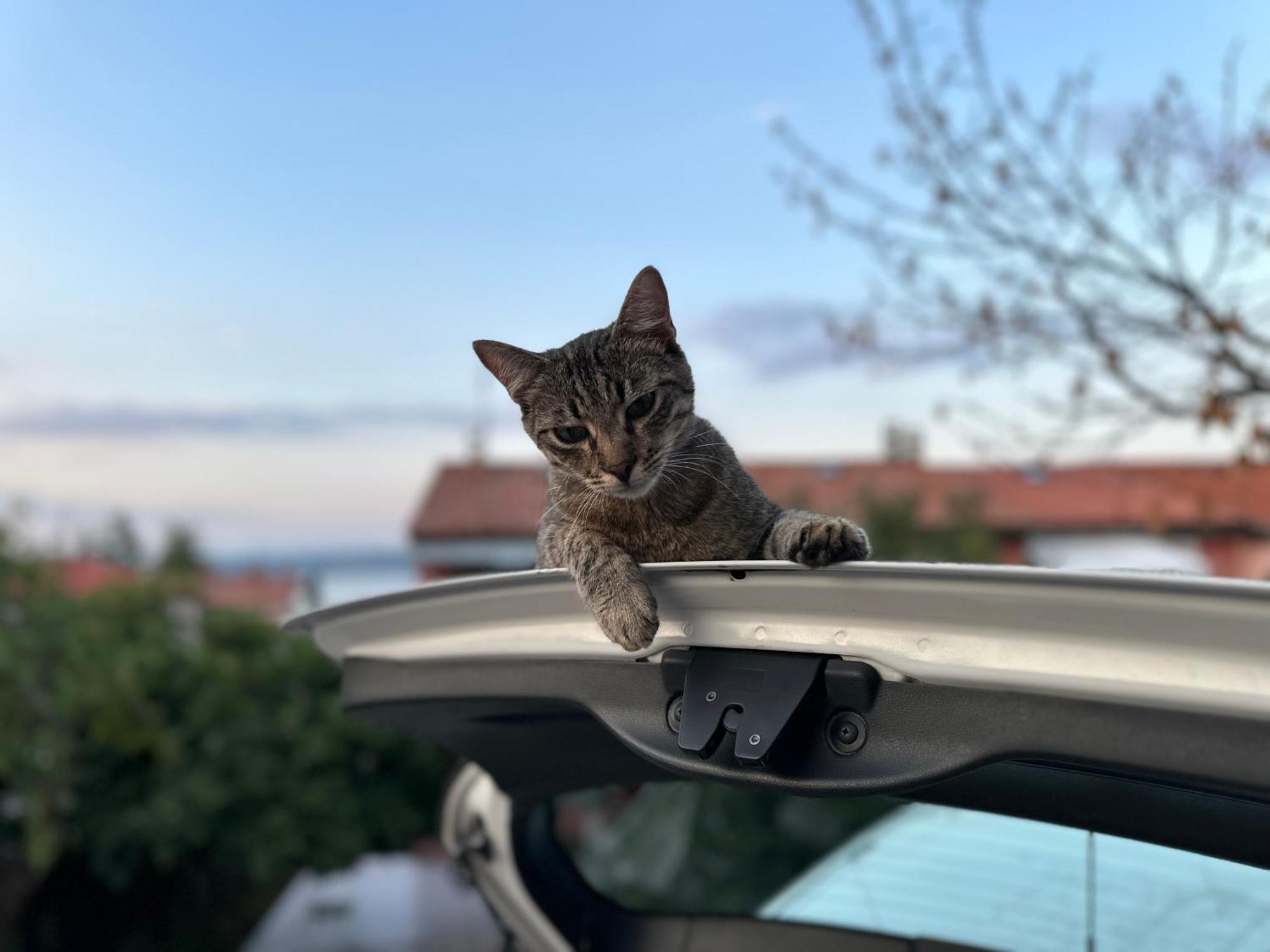 Pri Piratski Macki - At The Pirate Cat - Dal Gatto Pirata コペル エクステリア 写真